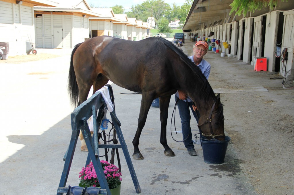 horse cooling off