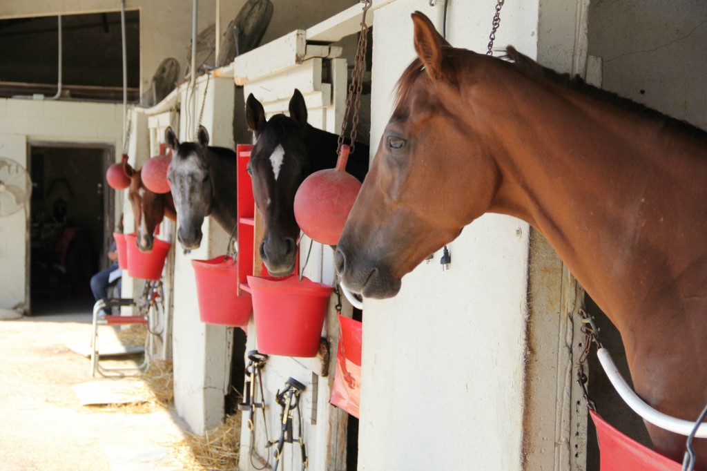 horse stalls