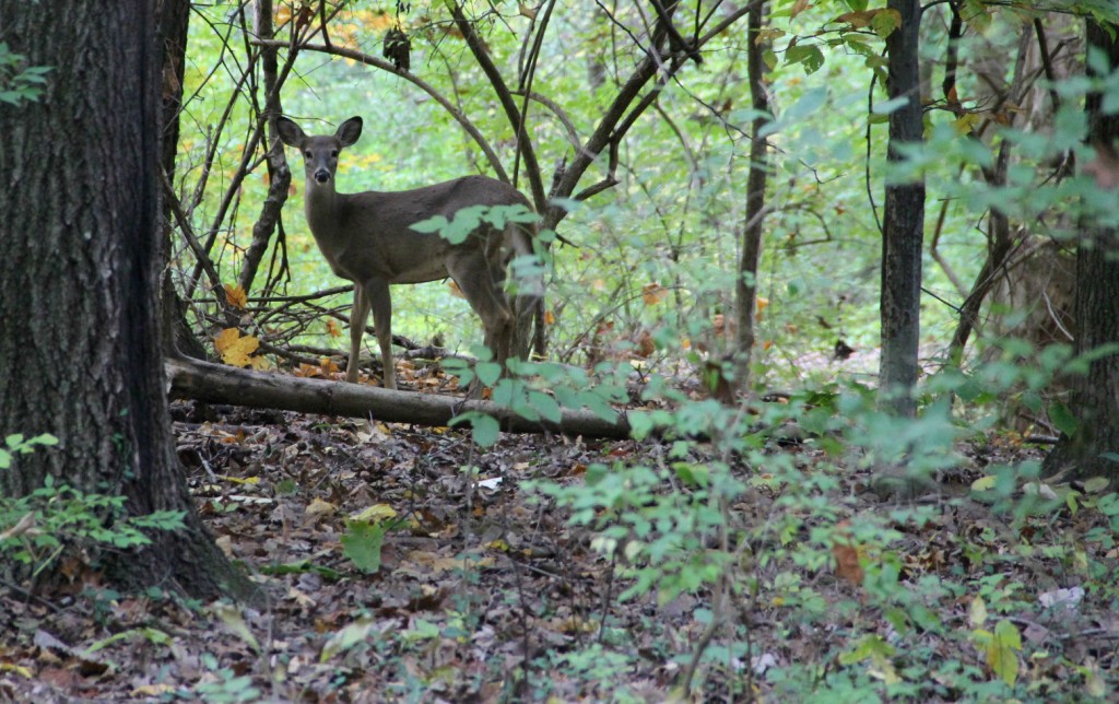 fawn