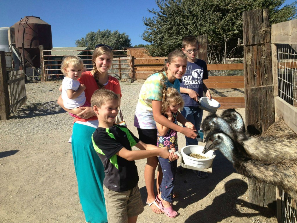 feeding emus