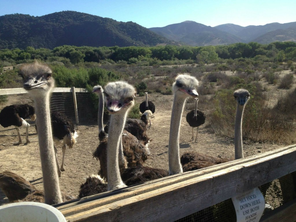 ostrich