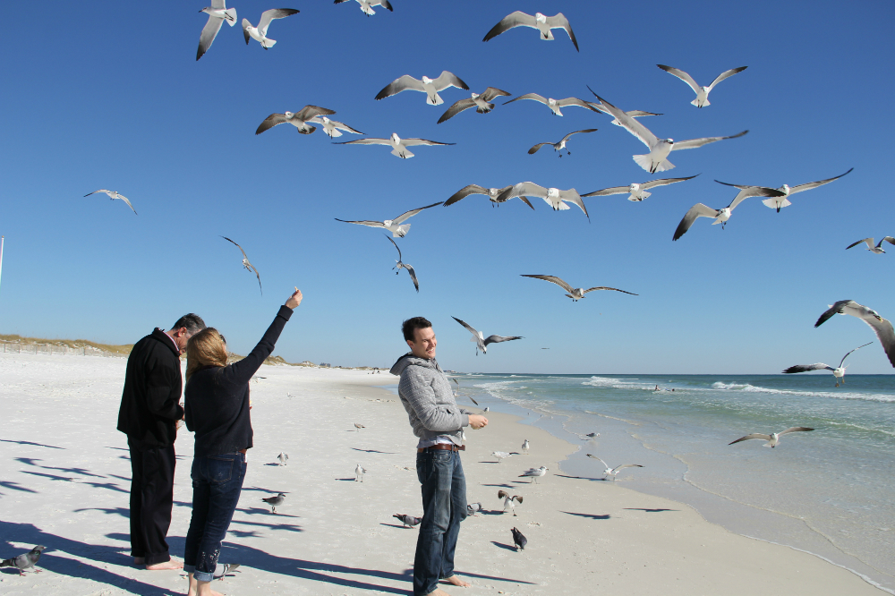 feeding seagulls